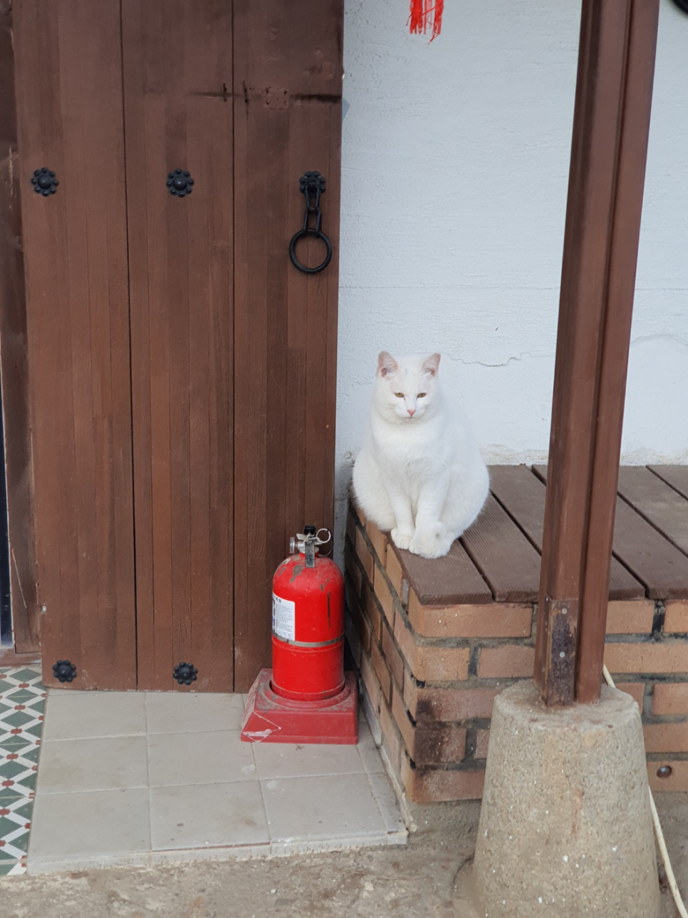 영구반점 이미지