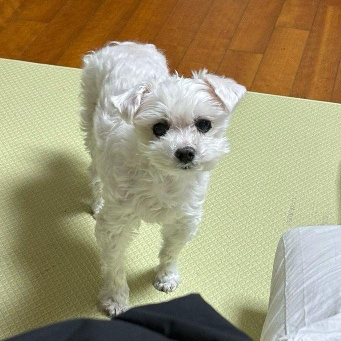 달곰디 이미지