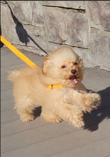 김올가 이미지