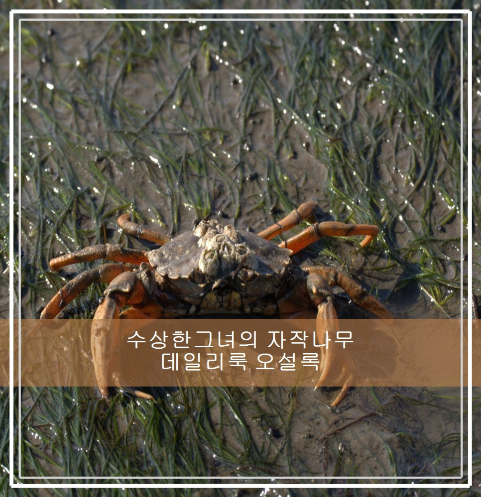 네일티플 이미지