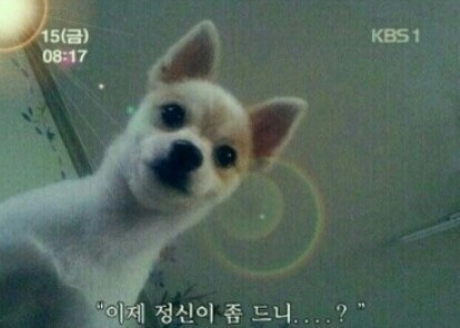 용용 이미지