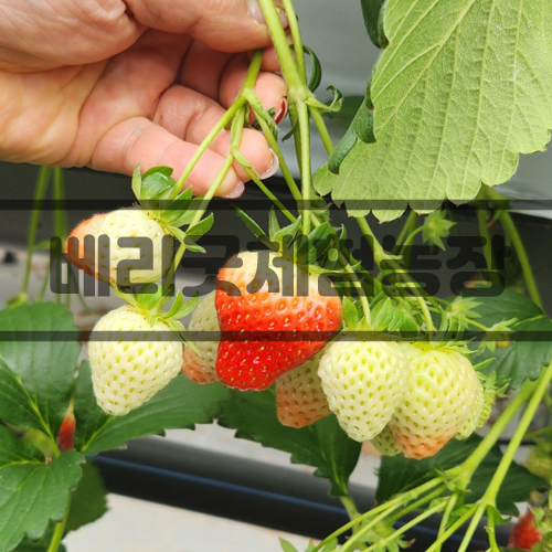 베리굿체험농장 이미지