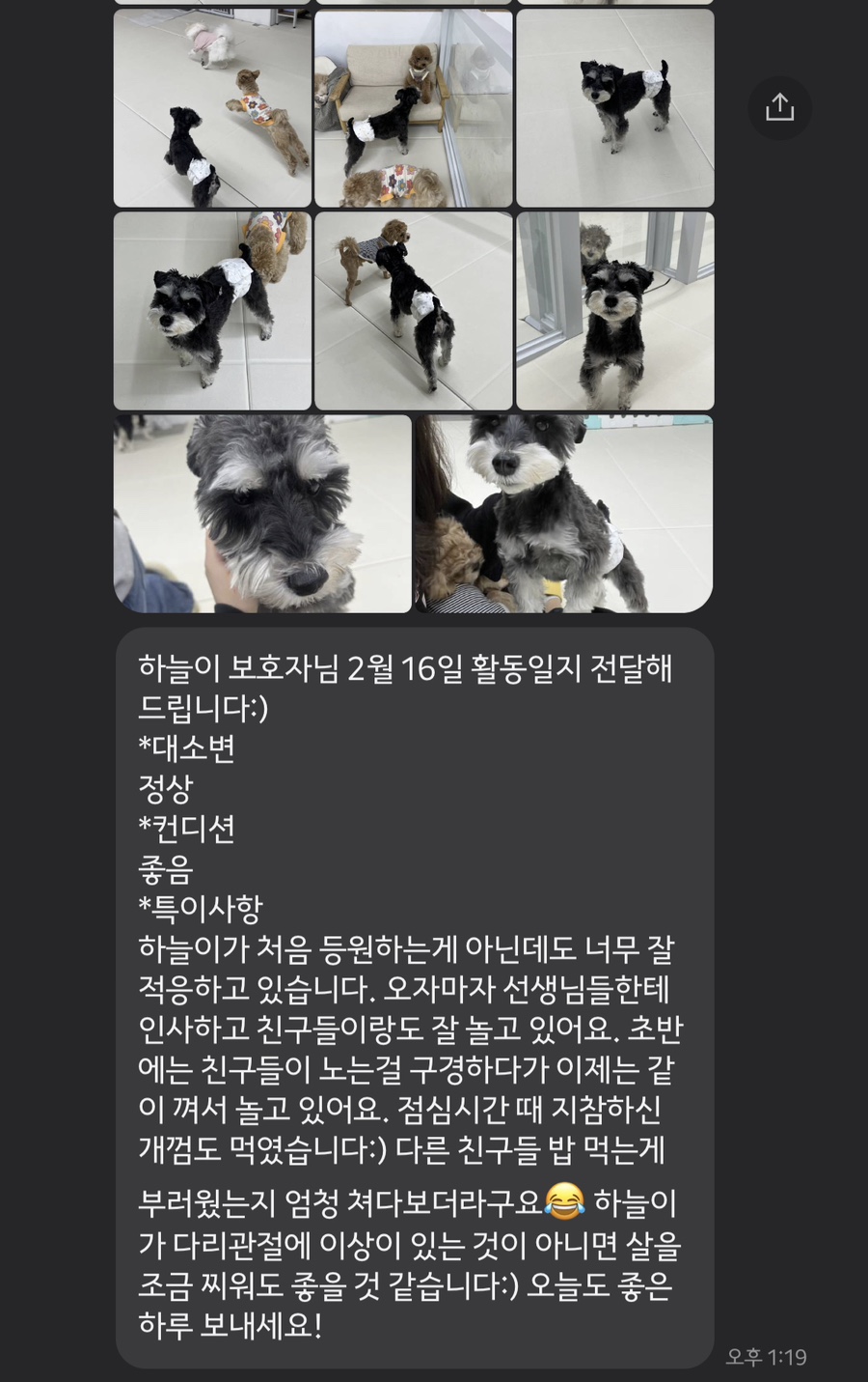 분당 애견유치원 '같이할개' 프로그램 및 비용 안내 — 사진 12