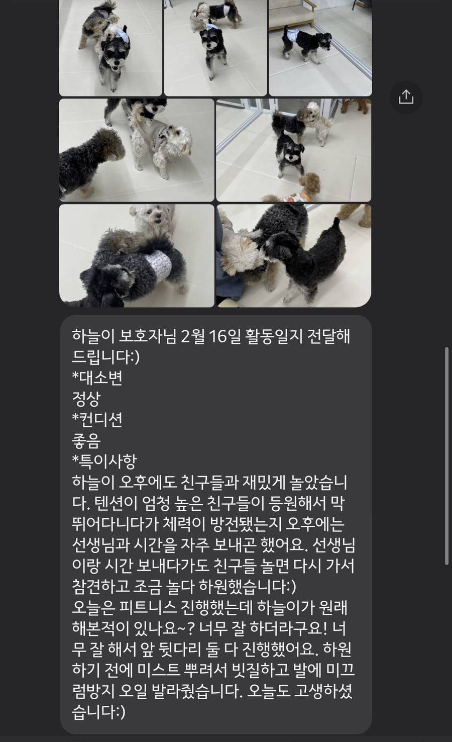 분당 애견유치원 '같이할개' 프로그램 및 비용 안내 — 사진 13