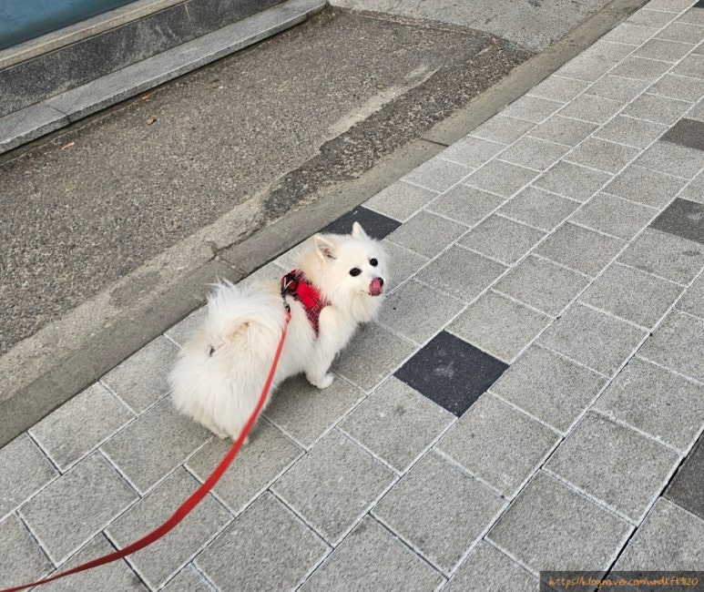 페로스터리 이미지