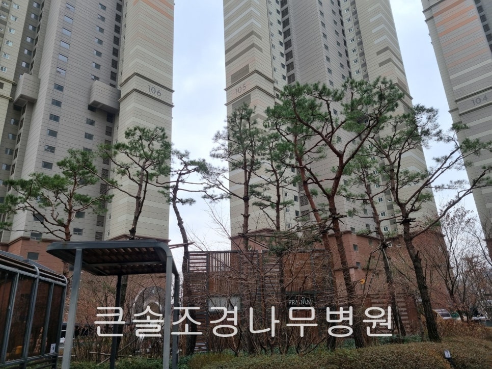 큰솔조경나무병원 이미지