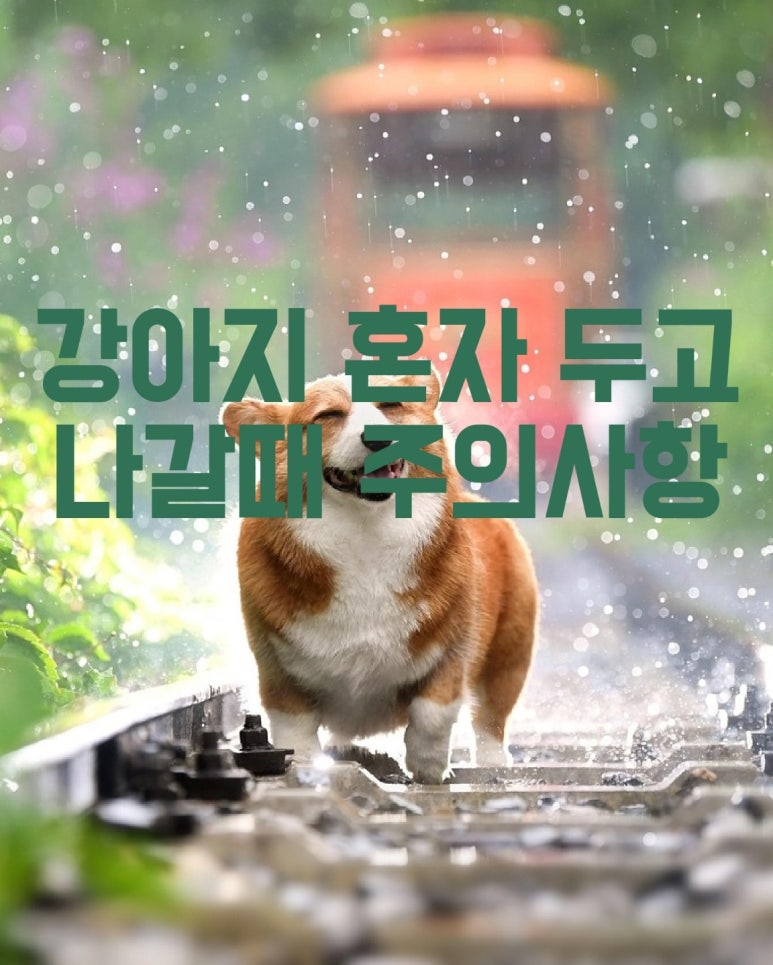 강아지 혼자 두고 나갈 때 주의사항