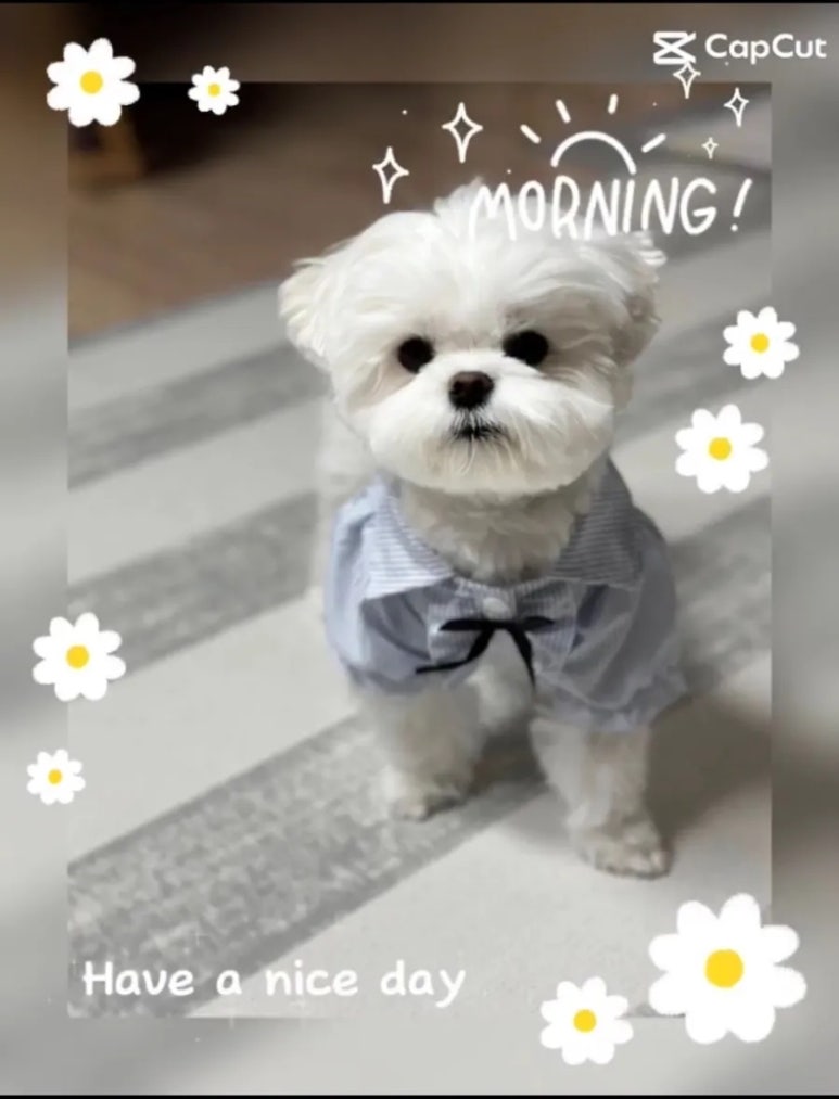 옆집이모 이미지
