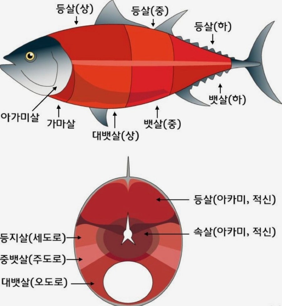 이어도참치 이미지