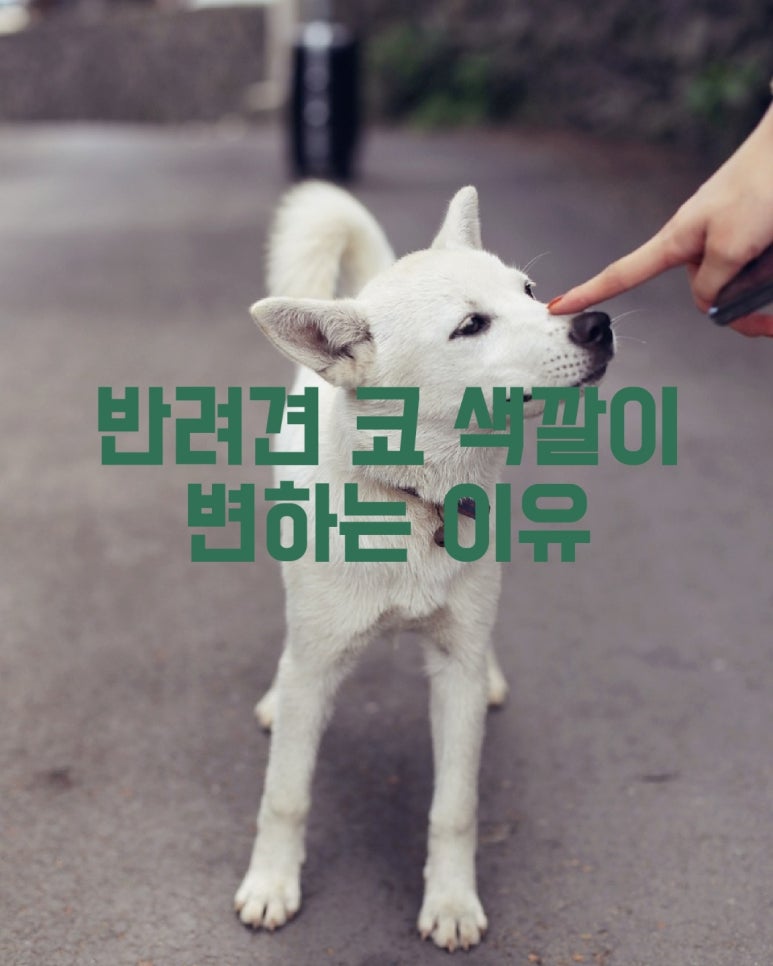 반려견 코색깔이 변하는 이유