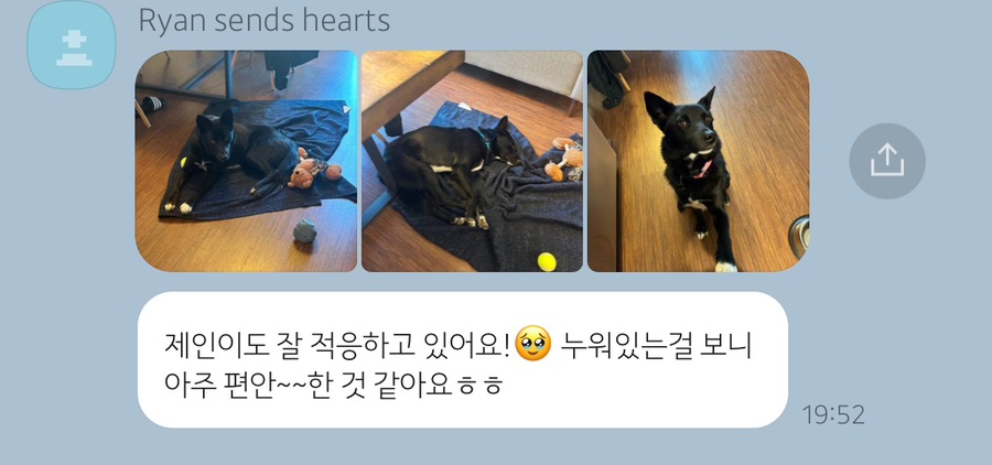 웰컴독 이미지