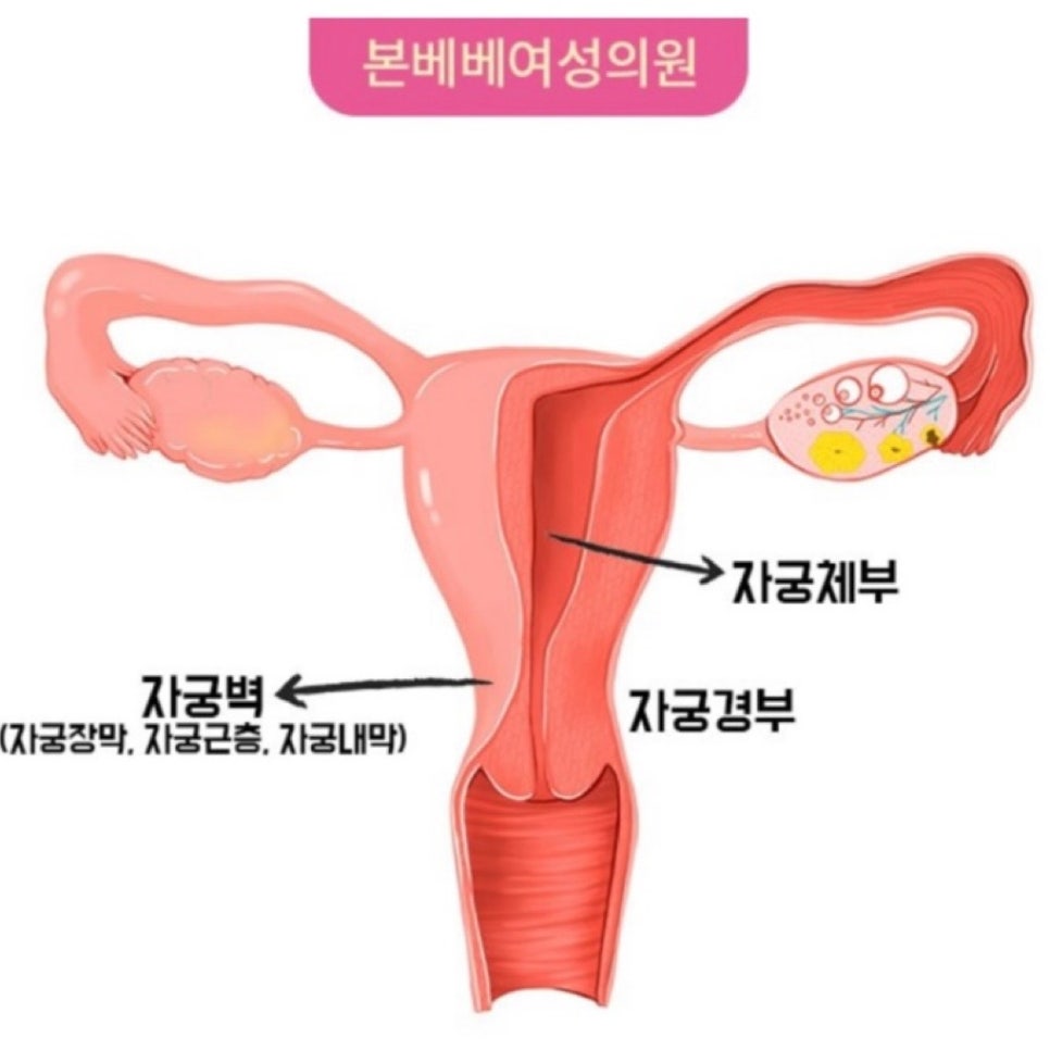 본베베여성의원 이미지