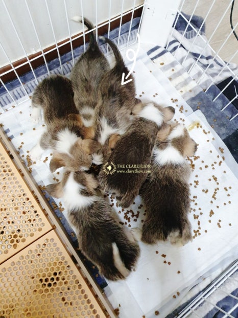 쵸쵸 이미지