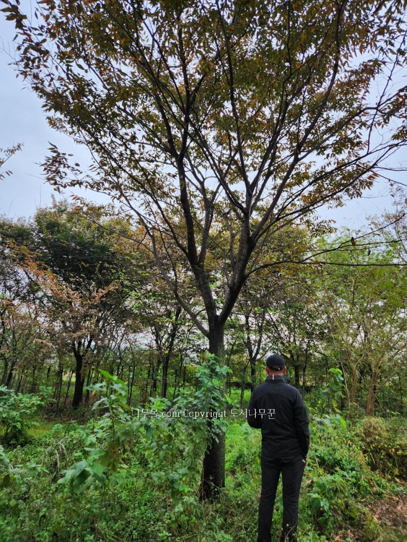희망조경수판매 이미지