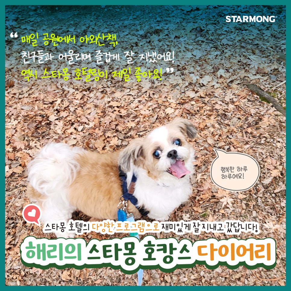 강남 애견호텔 스타몽, 해리의 8박 9일 호캉스 후기