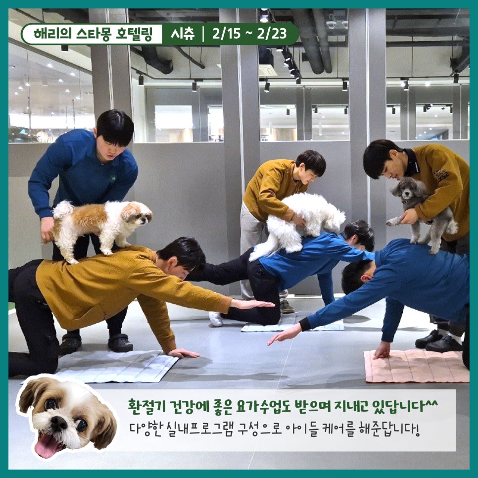 강남 애견호텔 스타몽, 해리의 8박 9일 호캉스 후기 — 사진 5