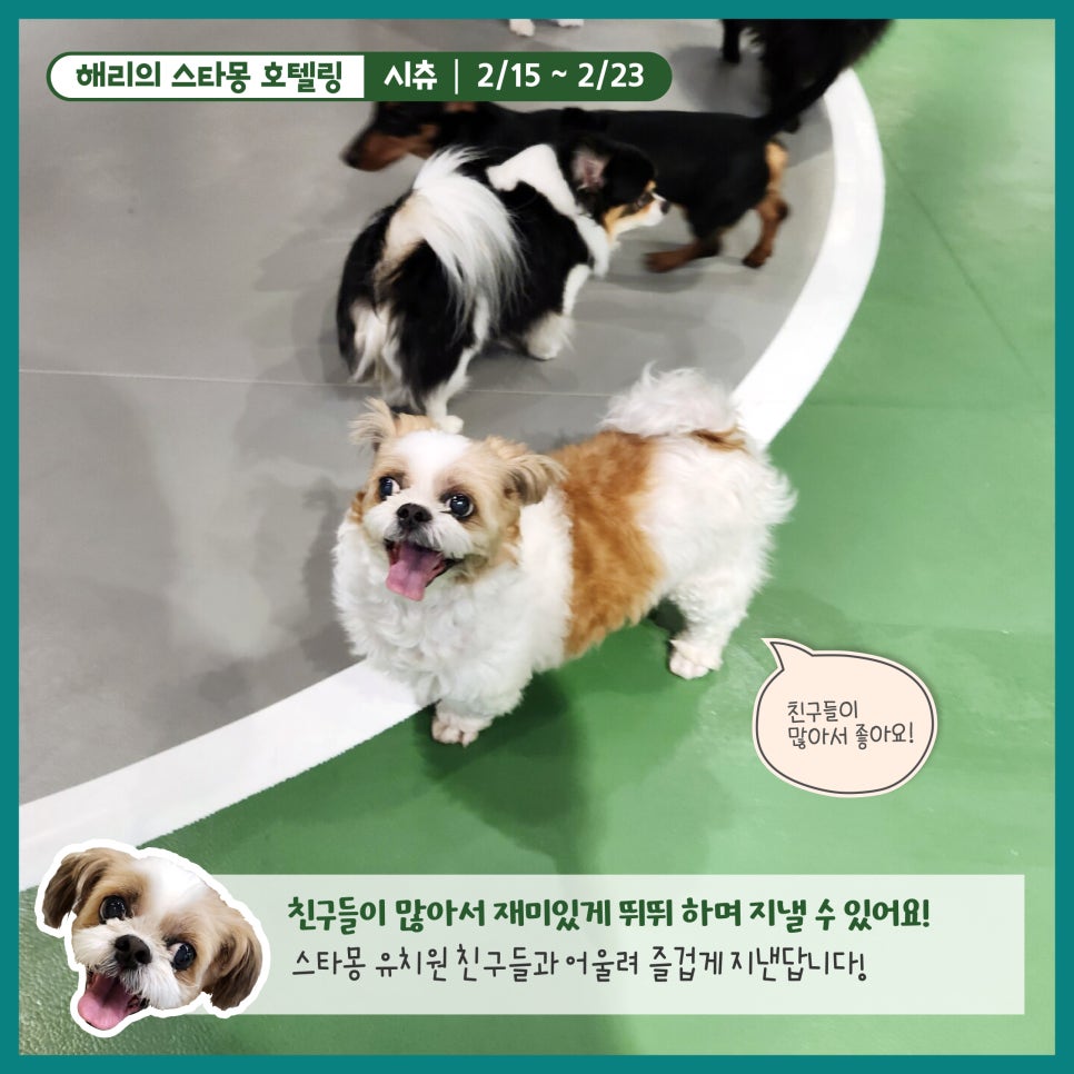 강남 애견호텔 스타몽, 해리의 8박 9일 호캉스 후기 — 사진 2