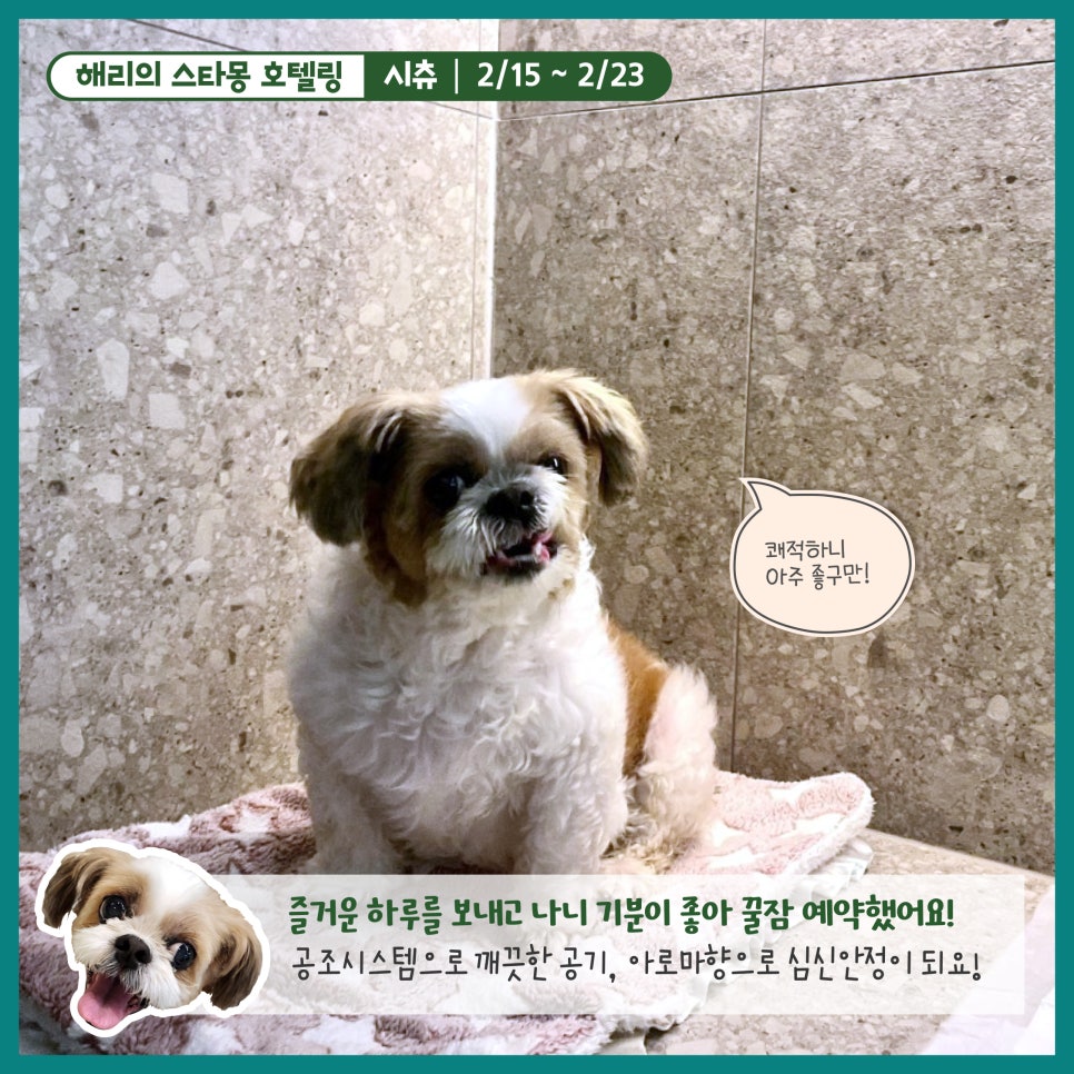강남 애견호텔 스타몽, 해리의 8박 9일 호캉스 후기 — 사진 7