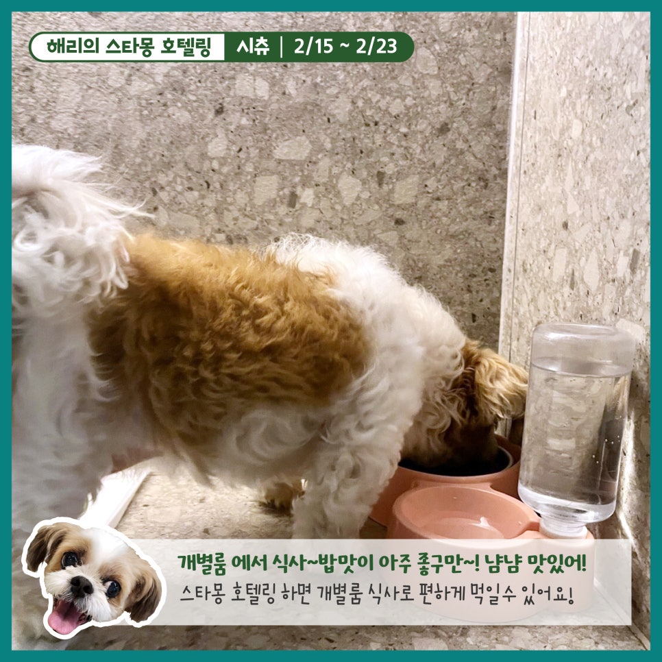 강남 애견호텔 스타몽, 해리의 8박 9일 호캉스 후기 — 사진 8