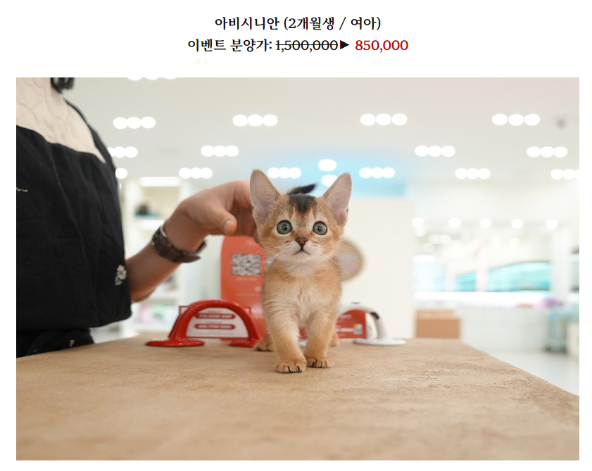 온천장고양이 이미지