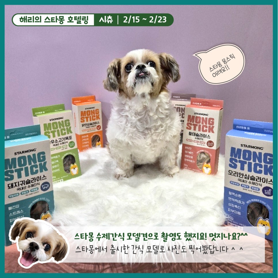 강남 애견호텔 스타몽, 해리의 8박 9일 호캉스 후기 — 사진 4