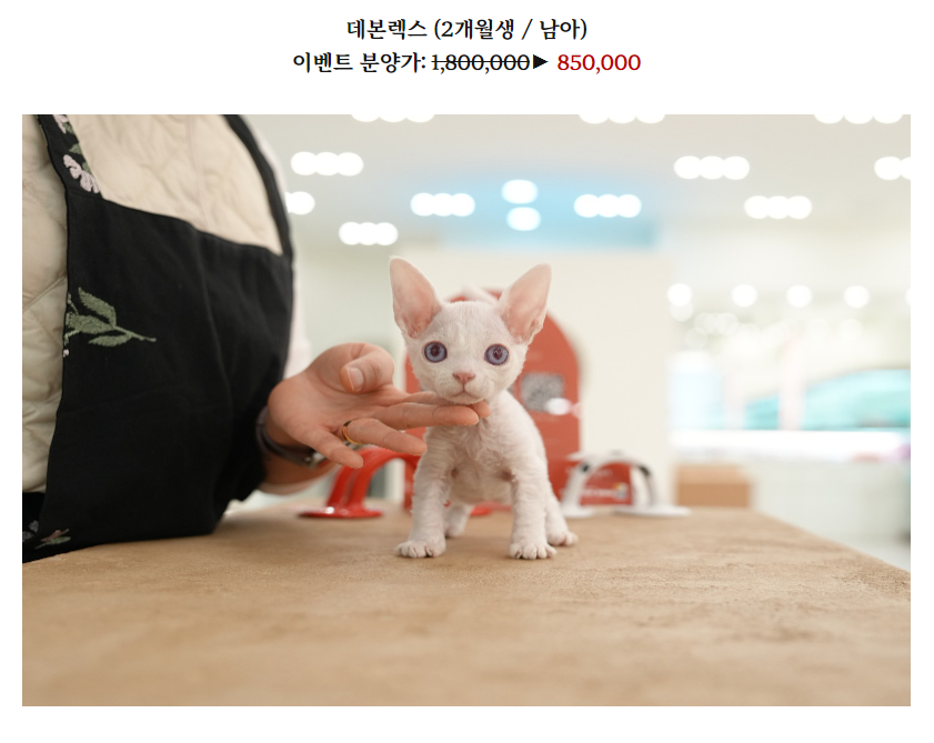 온천장고양이 이미지