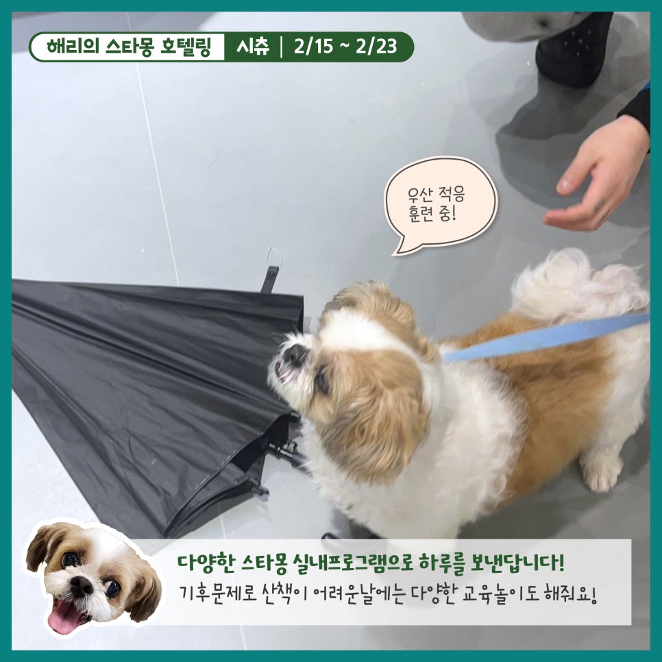 강남 애견호텔 스타몽, 해리의 8박 9일 호캉스 후기 — 사진 6