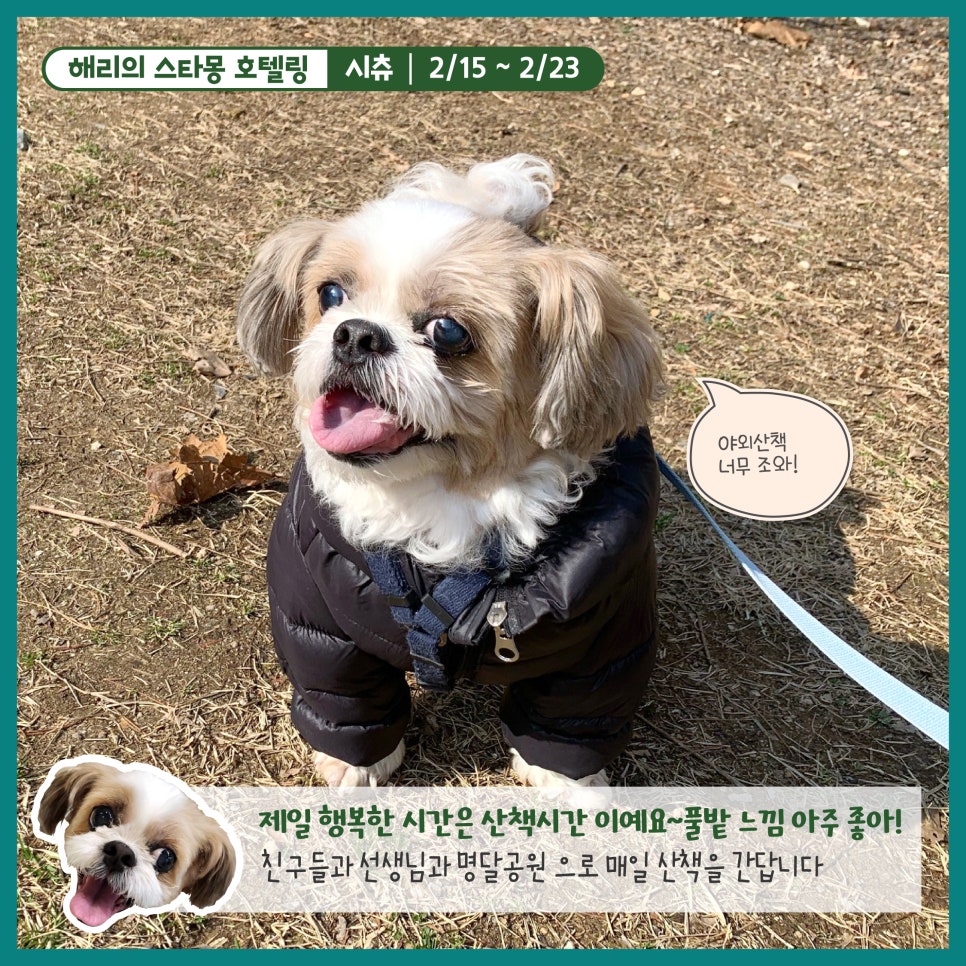 강남 애견호텔 스타몽, 해리의 8박 9일 호캉스 후기 — 사진 3