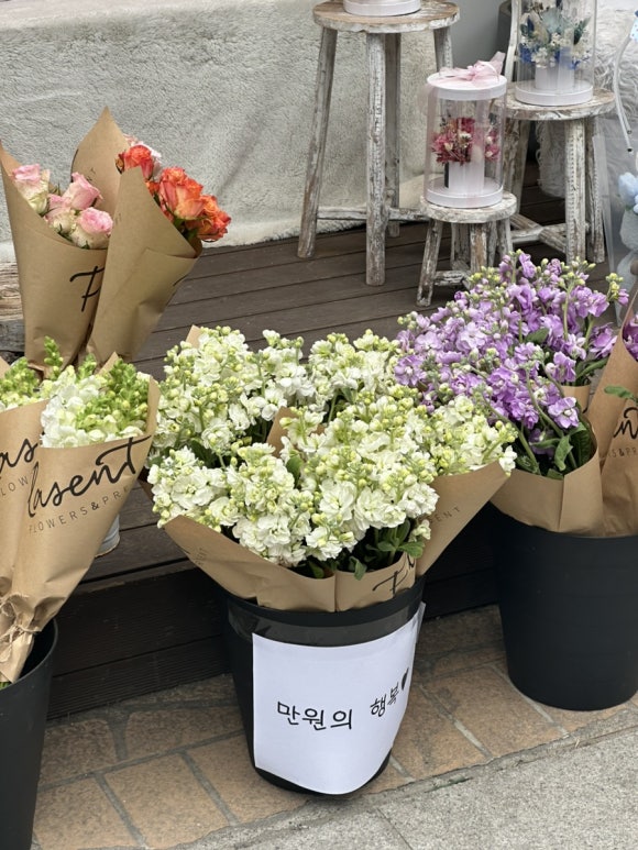 플라젠트 이미지