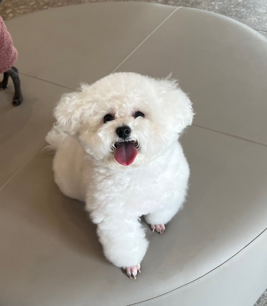 마이펫30(My Pet 30)) 이미지
