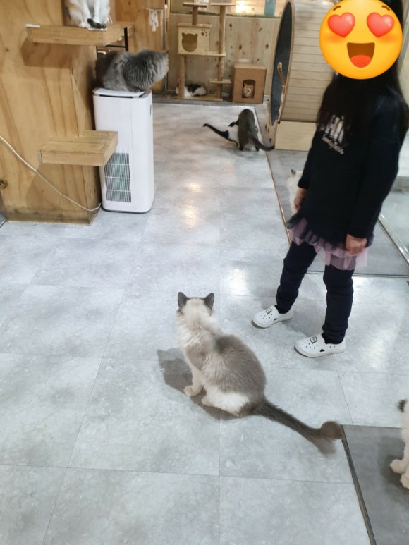 댕댕냥냥부천점 이미지