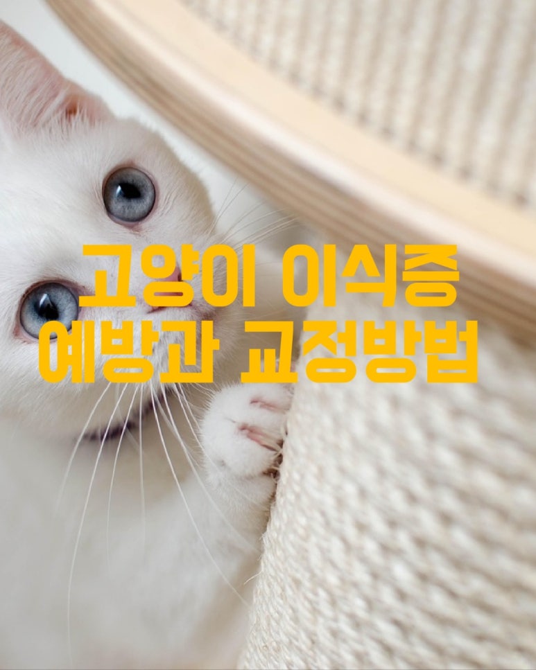 고양이 이식증 예방과 교정방법