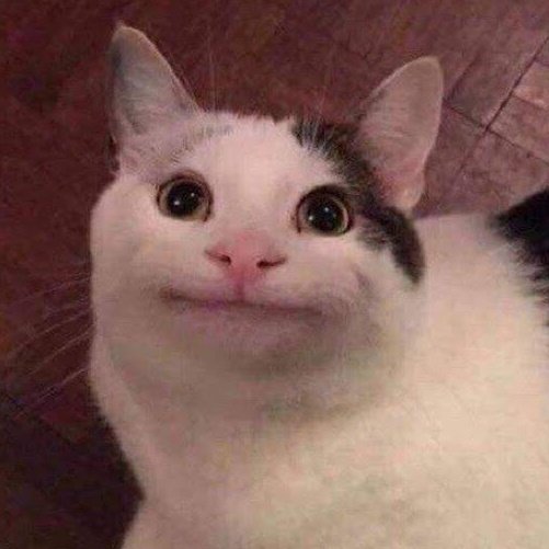 야옹 이미지