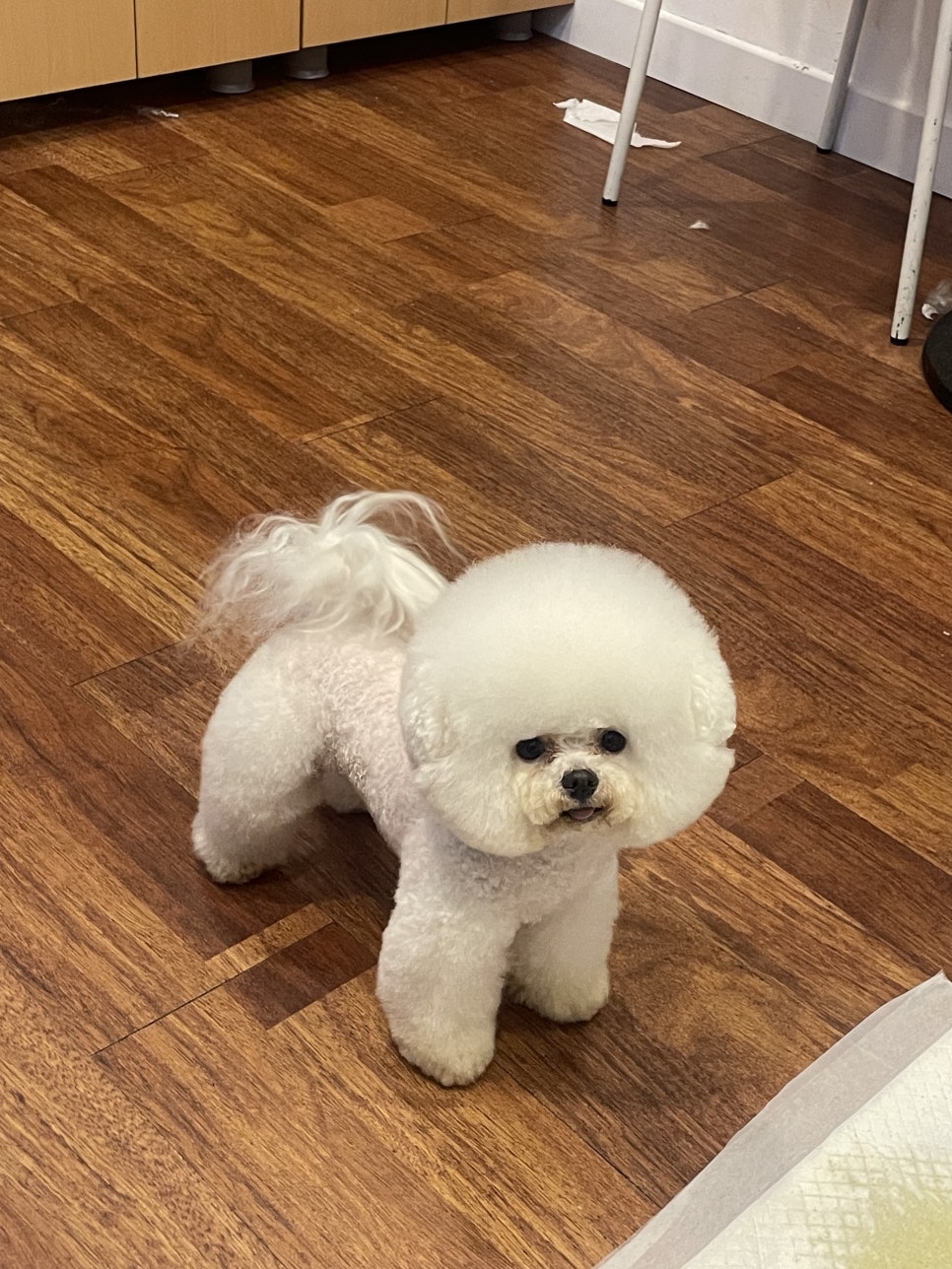 벤자민펫미용학원 이미지