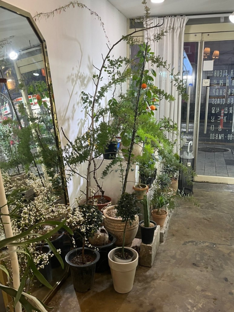 플랑떼플레르 이미지