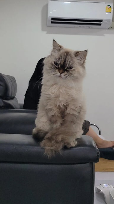 끼쟁이네일 이미지