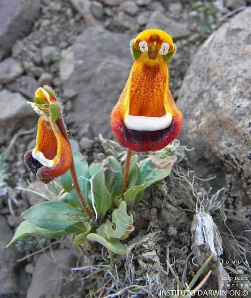 행복flower 이미지