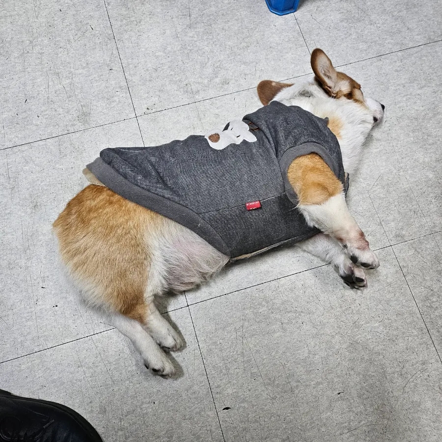 보리네포장마차 이미지