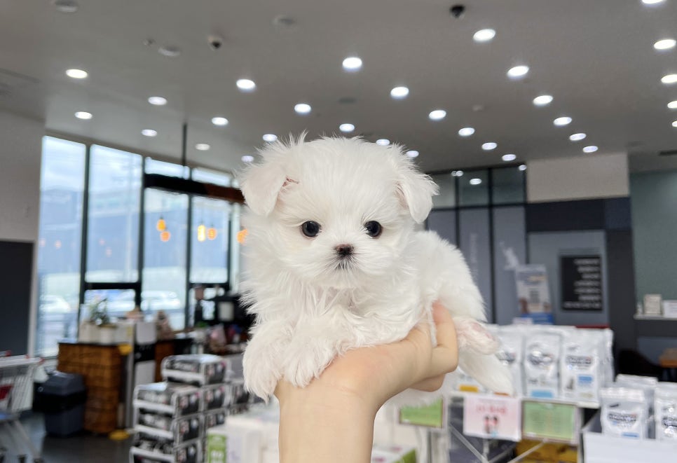 딜리버리멀티샵 이미지