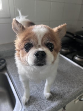 오뎅요코센 이미지