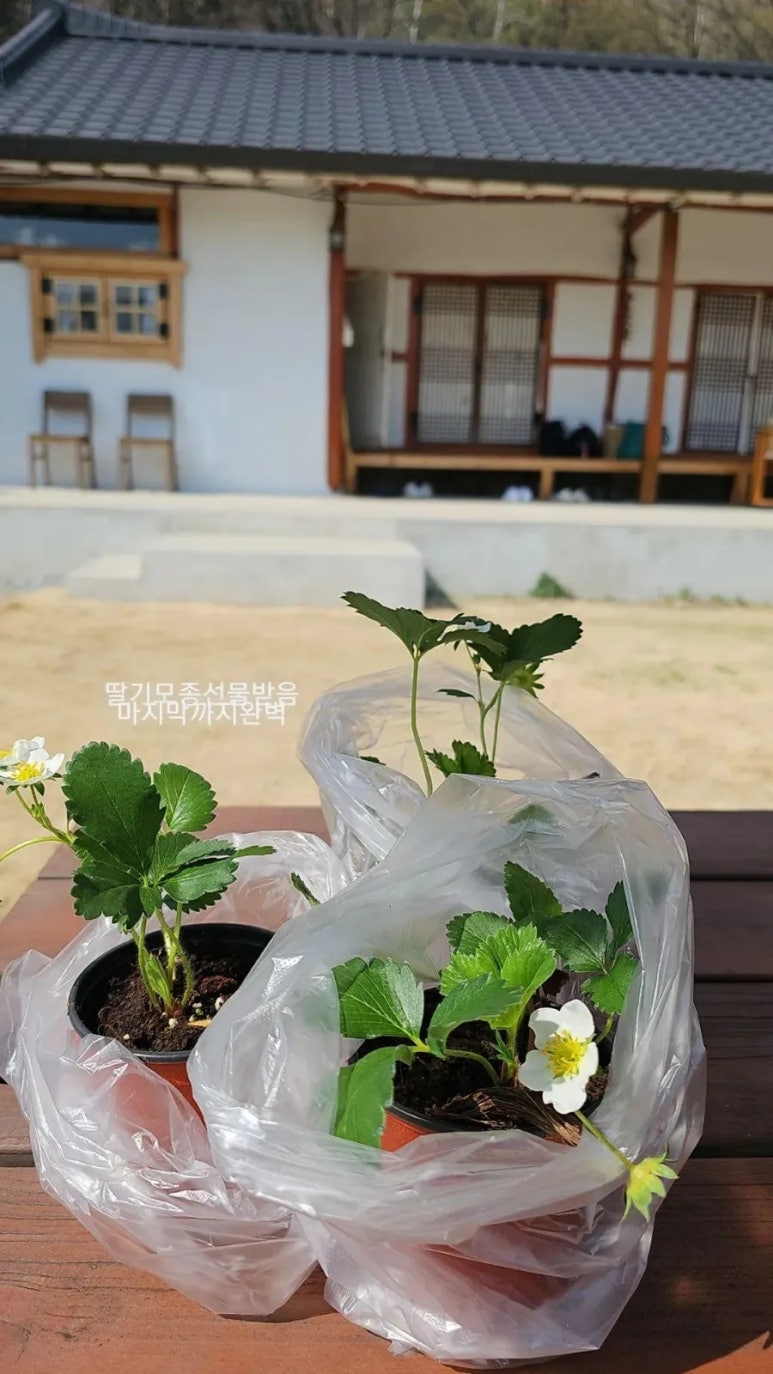 민들레분식 이미지