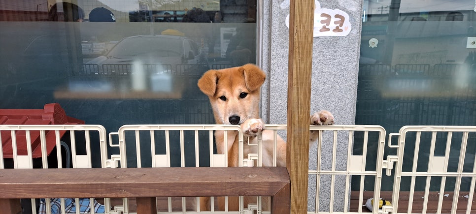 시민멸치국수 이미지