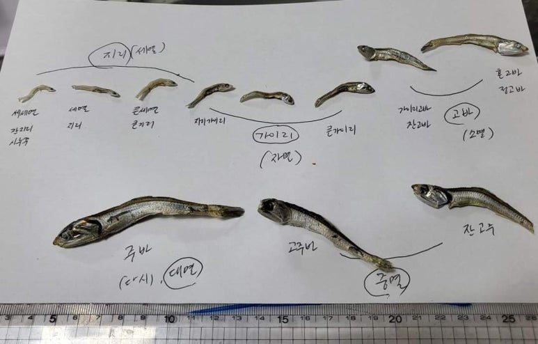 청춘건어물 이미지