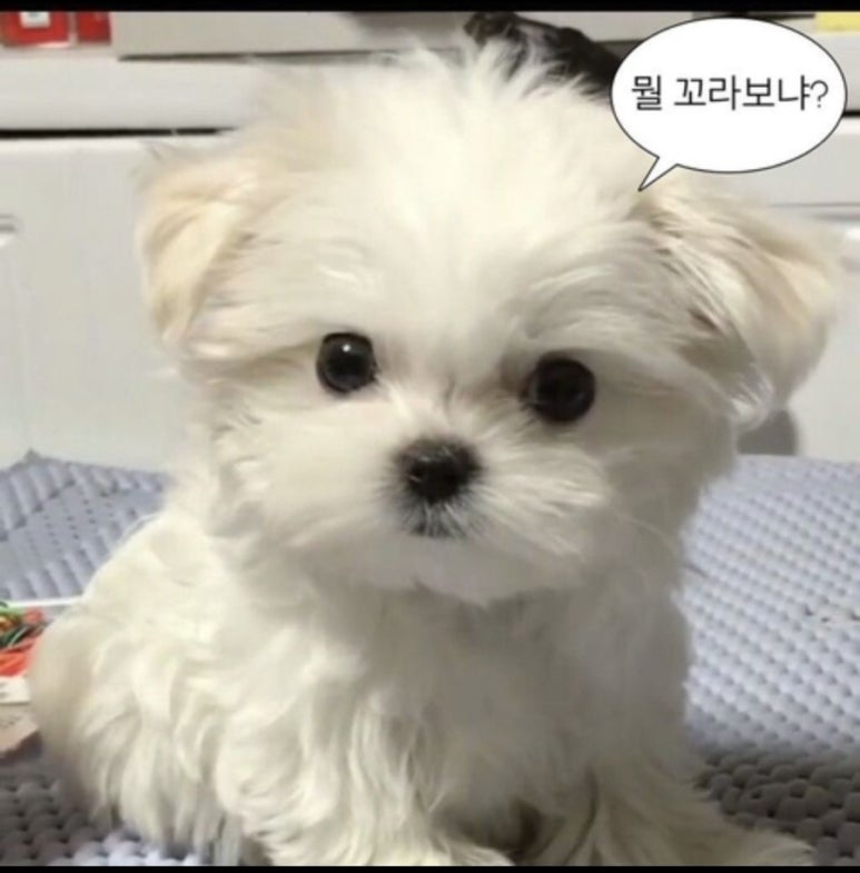 레디오 이미지