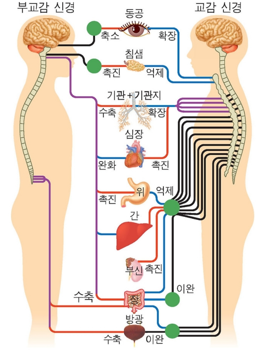 국제이침협회 이미지