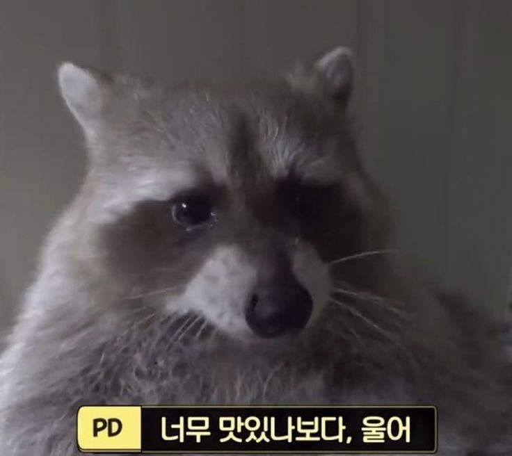왕수니 이미지