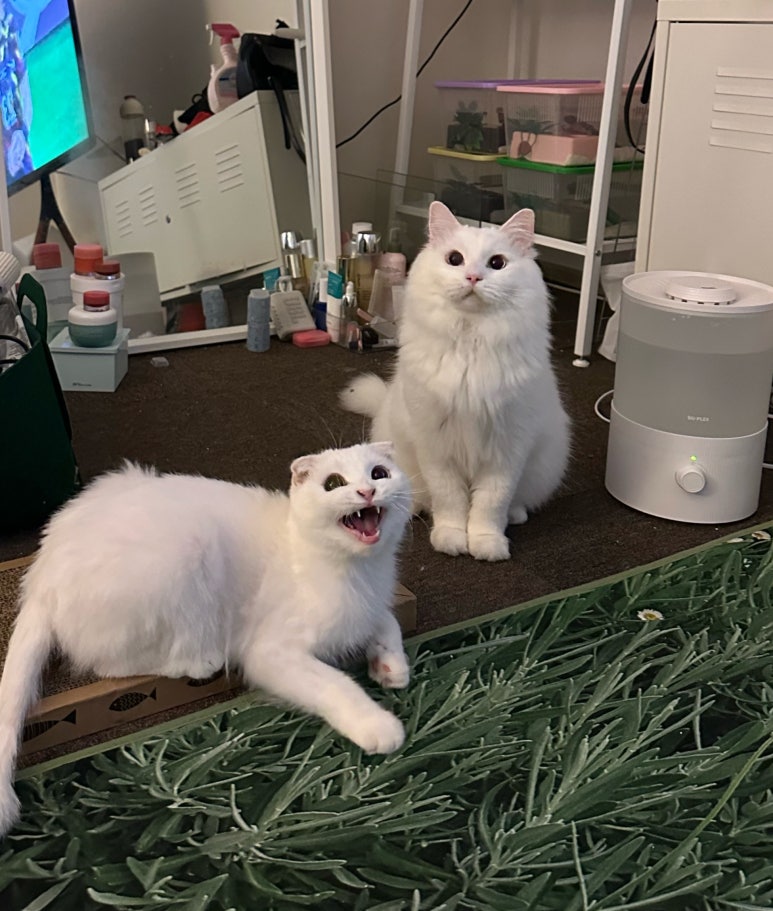강서방사 이미지
