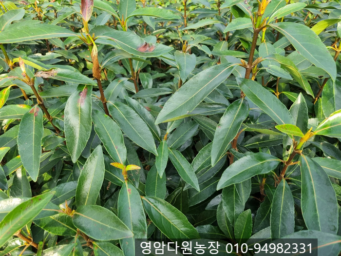학송농기계 이미지