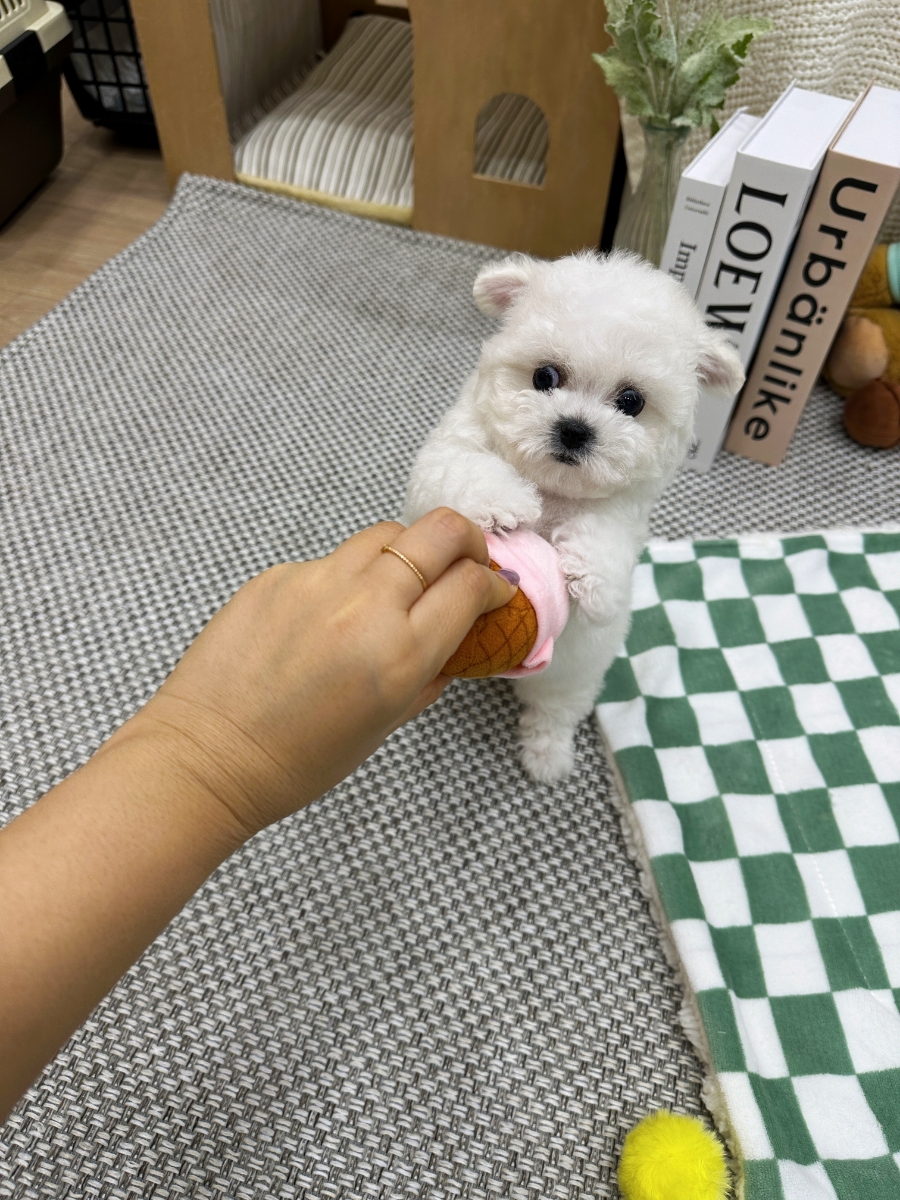 샵블리스 이미지