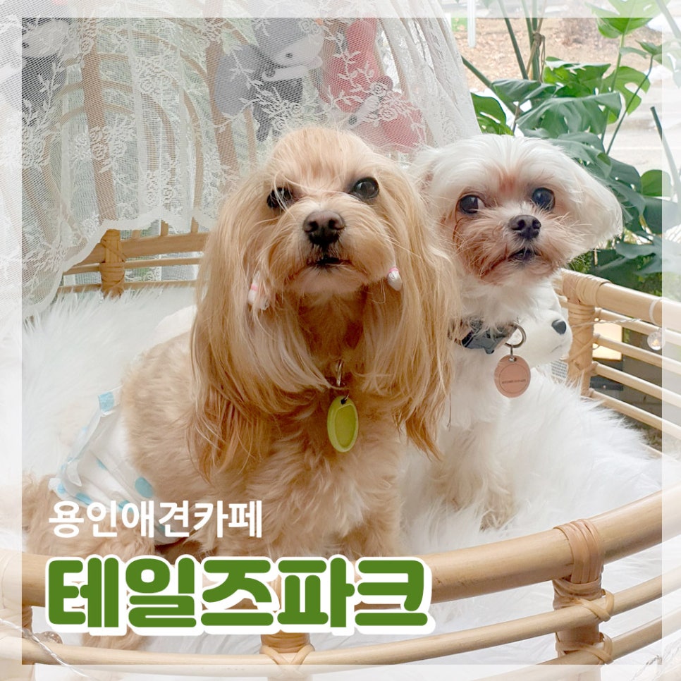 테일즈 파크 이미지